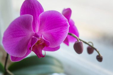 Pencerenin bulanık arka planında çeşitli orkide çeşitleri.
