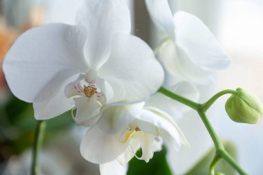 Pencerenin bulanık arka planında çeşitli orkide çeşitleri.