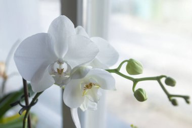 Pencerenin bulanık arka planında çeşitli orkide çeşitleri.