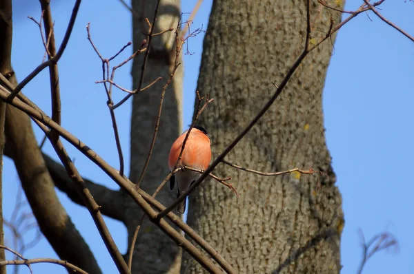 Eurasian Bullfinch Sits Branch Male Songbird Nature Habitat Pyrrhula Pyrrhula — Stock Photo, Image