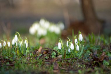 Bahar çiçekleri. Gün batımında çimenlerde güzel bir şekilde açar. Narin bir kar damlası baharın sembollerinden biridir..