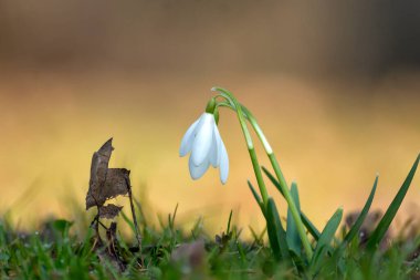 Bahar çiçekleri. Gün batımında çimenlerde güzel bir şekilde açar. Narin bir kar damlası baharın sembollerinden biridir..