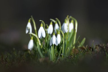 Bahar çiçekleri. Gün batımında çimenlerde güzel bir şekilde açar. Narin bir kar damlası baharın sembollerinden biridir..