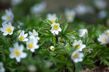 Bahar çiçekleri. Gün batımında çimenlerde güzel bir şekilde açar. Narin bir kar damlası baharın sembollerinden biridir..
