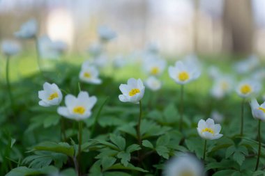 Bahar çiçekleri. Gün batımında çimenlerde güzel bir şekilde açar. Narin bir kar damlası baharın sembollerinden biridir..