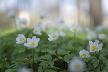 Bahar çiçekleri. Gün batımında çimenlerde güzel bir şekilde açar. Narin bir kar damlası baharın sembollerinden biridir..