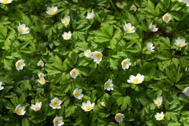 Bahar çiçekleri. Gün batımında çimenlerde güzel bir şekilde açar. Narin bir kar damlası baharın sembollerinden biridir..
