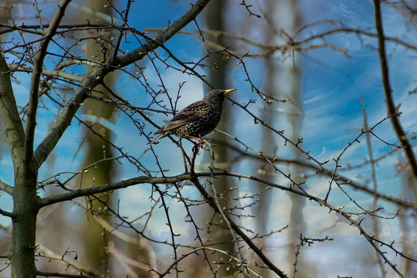 Printemps Est Arrivé Étourneaux Assis Sur Les Branches Arbres Dans — Photo