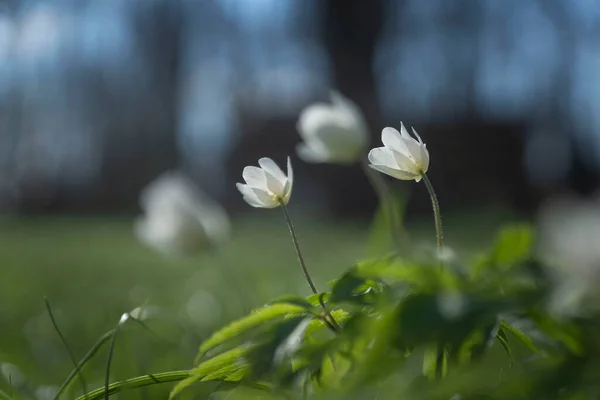 Gouttes Neige Fleurs Printanières Fleurit Magnifiquement Dans Herbe Coucher Soleil — Photo