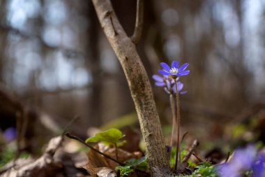 Ormanda yetişen ilk bahar mavi ve sarı çiçeklerinin yakın çekimi. Hepatica nobilis