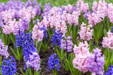 Ormanda yetişen ilk bahar mavi ve sarı çiçeklerinin yakın çekimi. Hepatica nobilis