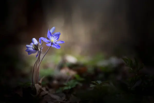 Closeup Photo First Spring Blue Yellow Flowers Growing Forest Hepatica — Stock Photo, Image