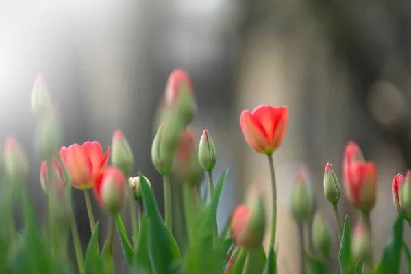 Belles Fleurs Printanières Tulipes Roses Sur Lit Fleurs Dans Parc — Photo