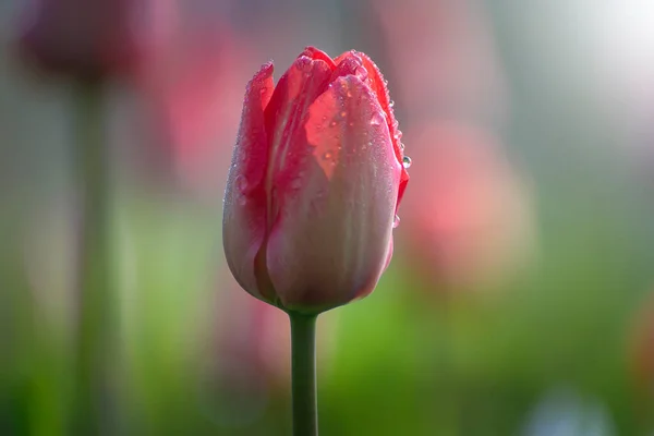 Belles Fleurs Printanières Tulipes Roses Sur Lit Fleurs Dans Parc — Photo