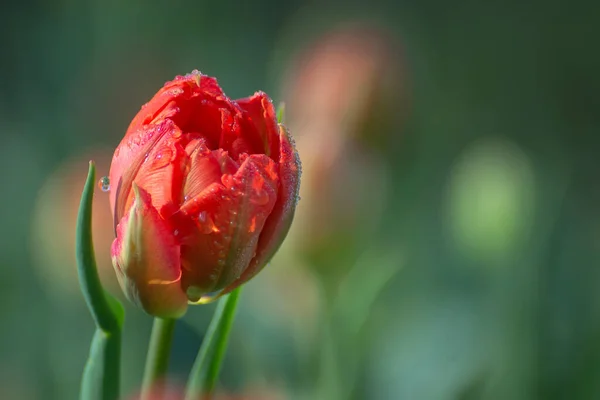 Belles Fleurs Printanières Tulipes Roses Sur Lit Fleurs Dans Parc — Photo