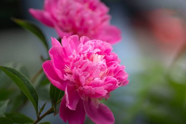 Arka planda pembe şakayıklar açan pembe şakayıklar. Şakayık bahçesi.