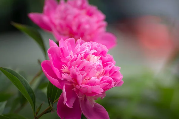 Pink flowers peonies flowering on background pink peonies. Peonies garden.