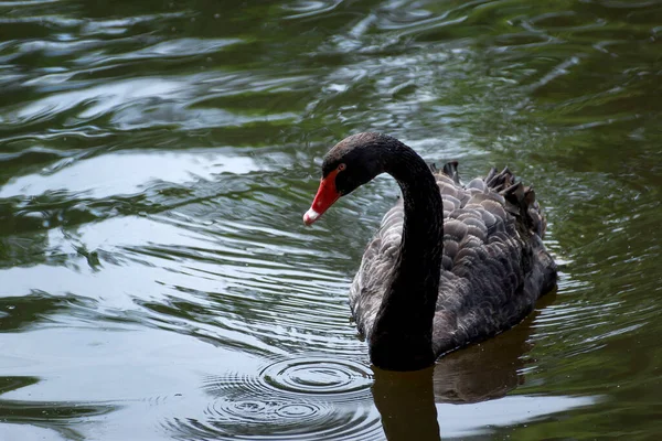 Cisne Negro Solitário Nada Uma Lagoa Parque Uma Manhã Verão — Fotografia de Stock