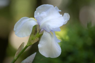 Bulanık bir arka planda parktaki güzel beyaz iris çiçeği..
