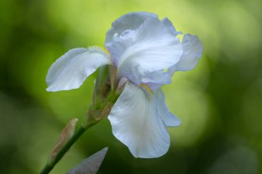 Bulanık bir arka planda parktaki güzel beyaz iris çiçeği..