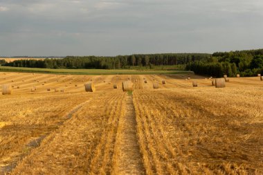 Ufuk çizgisine ve güzel gökyüzüne uzanan saman demetleri..