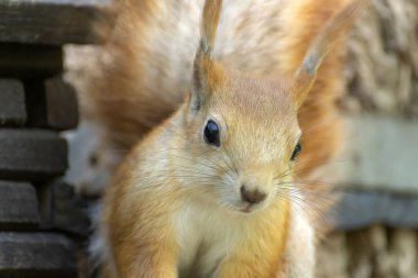 Güzel bir kızıl sincap bir bahar parkında yürüyor..