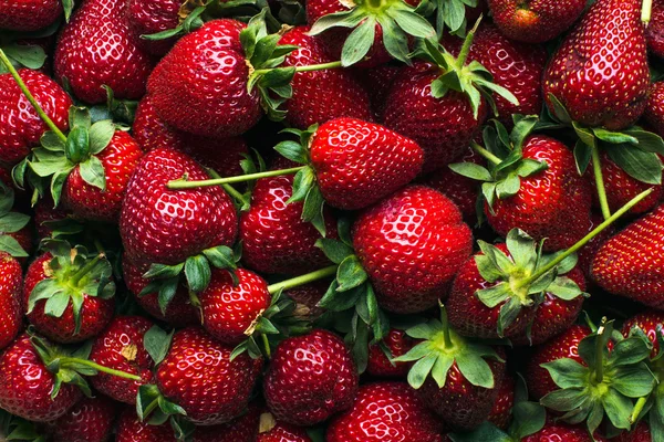 Freshly harvested ripe strawberries — Stock Photo, Image