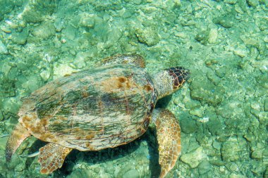 Caretta Caretta Deniz Kaplumbağası-Caretta caretta