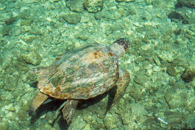 Loggerhead Sea Turtle-Caretta clipart