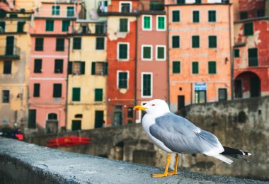 Taş çitte oturan deniz martı