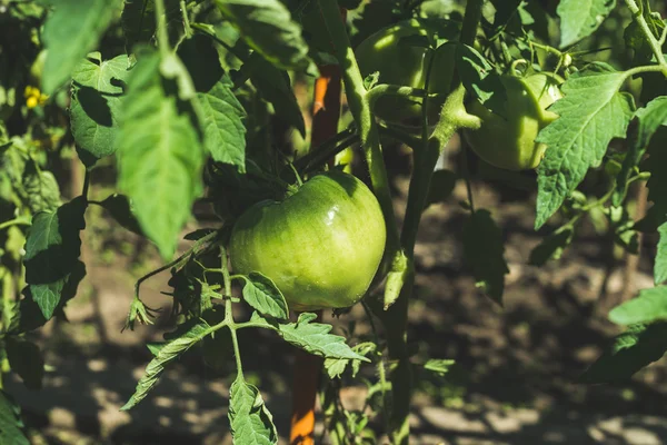 Groene onrijpe tomaat — Stockfoto