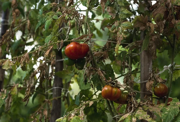 枝で熟した、unripe トマト — ストック写真