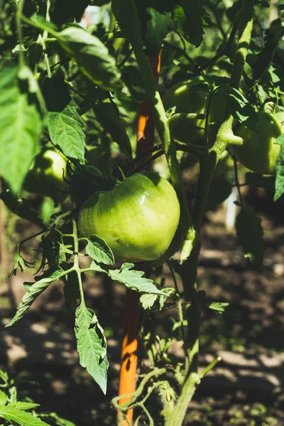 Groene onrijpe tomaat — Stockfoto
