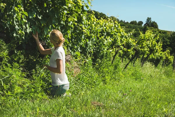 Jeune femme cueillette de raisins — Photo