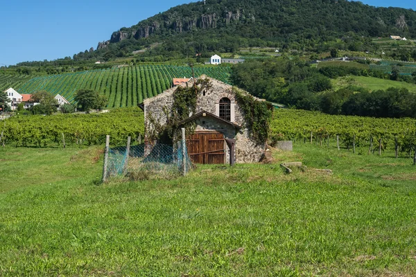 The old vineyard at lake Balaton north coast — Stock Photo, Image
