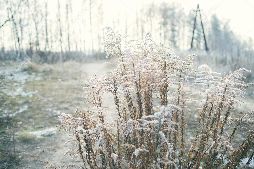 Dried up blooming plant covered with hoarfrost in the early wint