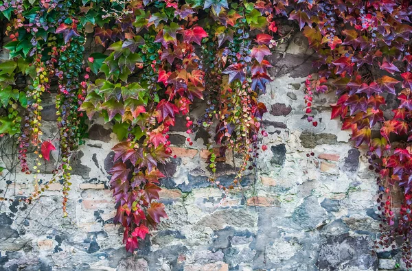 Kolorowe jesienne pnącze orientacyjne stary ceglany mur — Zdjęcie stockowe