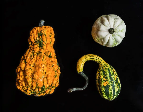 Pompoenen van gekke vormen op een zwart — Stockfoto