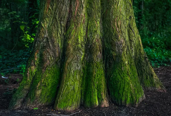 De onderkant van de mossy boomstam in het bos — Stockfoto