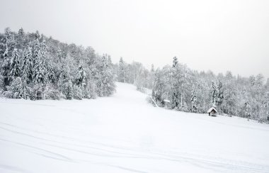 İğne yapraklı orman 'Kolasin 1450' dağ s Kayak tesisi