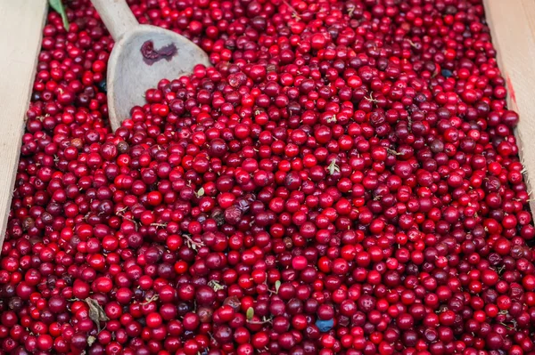 Fresh forest lingenberries at the market stall — Stock Photo, Image