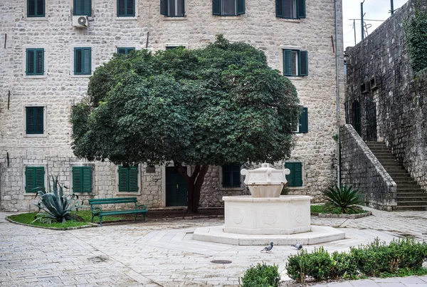 Tree in the central old town square of Kotor — Stock Photo, Image