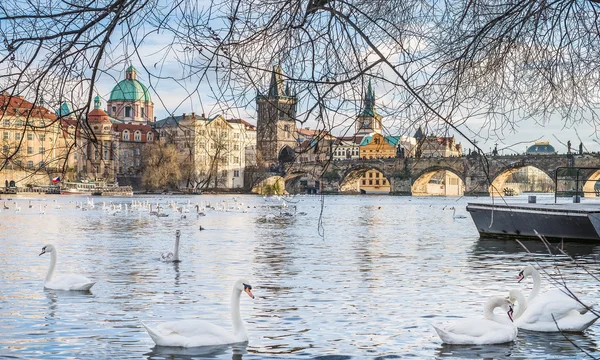 Vista sobre el puente Charles, Stare Mesto, el río Moldava y los cisnes en Praga, República Checa — Foto de Stock