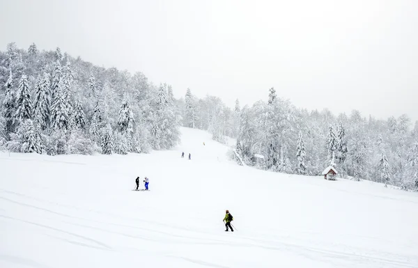 KOLASIN, MONTENEGRO - FEBRUARY 1: Ski slopes in the coniferous f — Stock Photo, Image