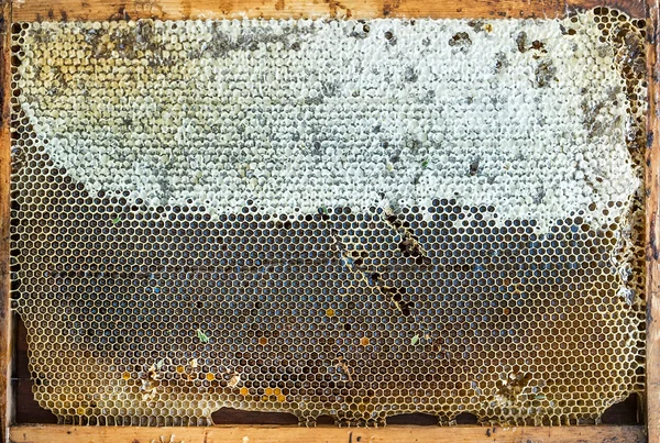 Fresh organic village honey in honeycombs, top view — Stockfoto