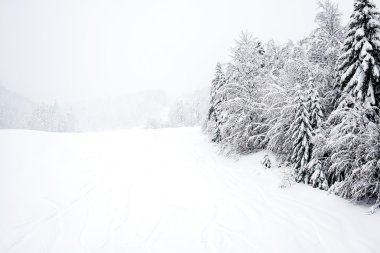 Ski slopes, coniferous forest in Kolasin 1450 mountain s
