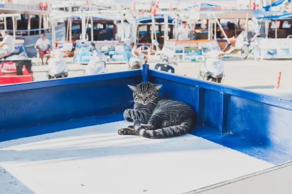 Chat paresseux se relaxant sur un stand de marché — Photo