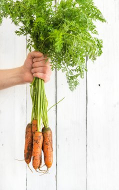Bunch of fresh garden carrots