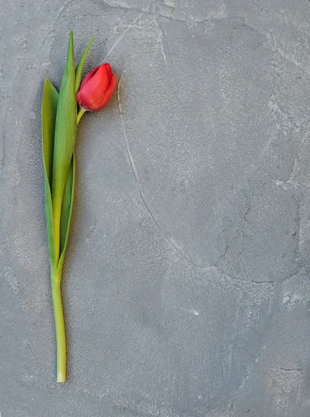 Ped spring tulip — Stock Photo, Image
