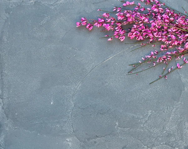 Ramo d'albero fiorito primavera viola — Foto Stock